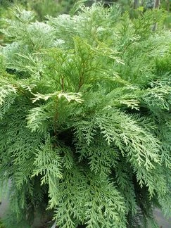 Chamaecyparis lawsoniana 'Globosa' (Cyprysik Lawsona 'Globosa')