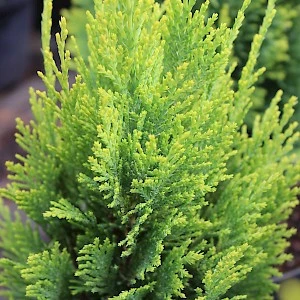 Chamaecyparis lawsoniana 'Ellwood's Gold' (Cyprysik Lawsona Ellwood's Gold')