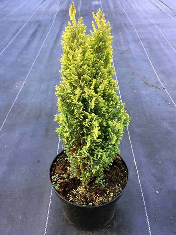 Chamaecyparis lawsoniana 'Ellwood's Gold' (Cyprysik Lawsona Ellwood's Gold')