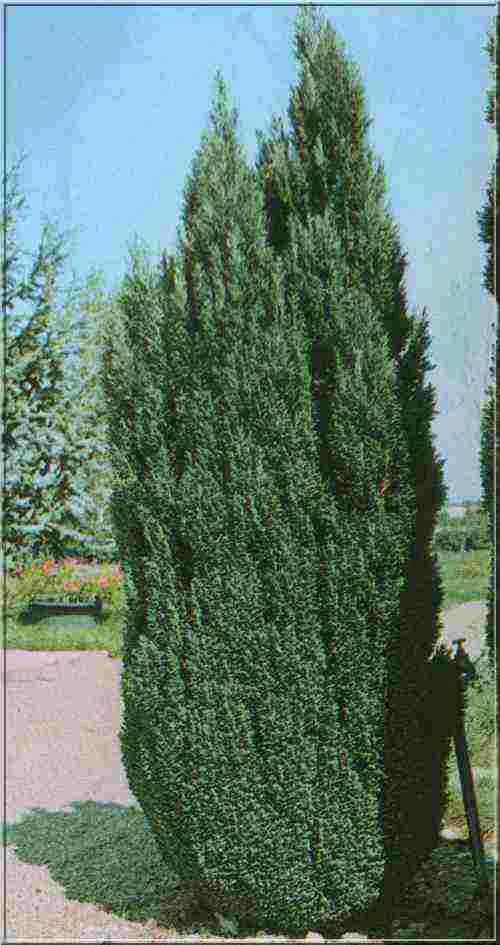 Chamaecyparis lawsoniana 'Ellwoodii' (Cyprysik Lawsona 'Ellwoodii')