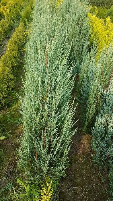 Chamaecyparis lawsoniana 'Ellwoodii' (Cyprysik Lawsona 'Ellwoodii')