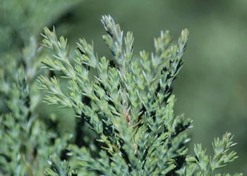 Chamaecyparis lawsoniana 'Ellwoodii' (Cyprysik Lawsona 'Ellwoodii')