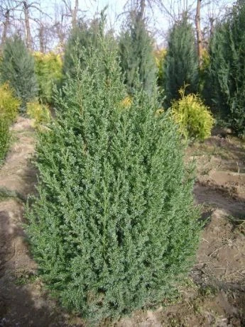 Chamaecyparis lawsoniana 'Ellwoodii' (Cyprysik Lawsona 'Ellwoodii')
