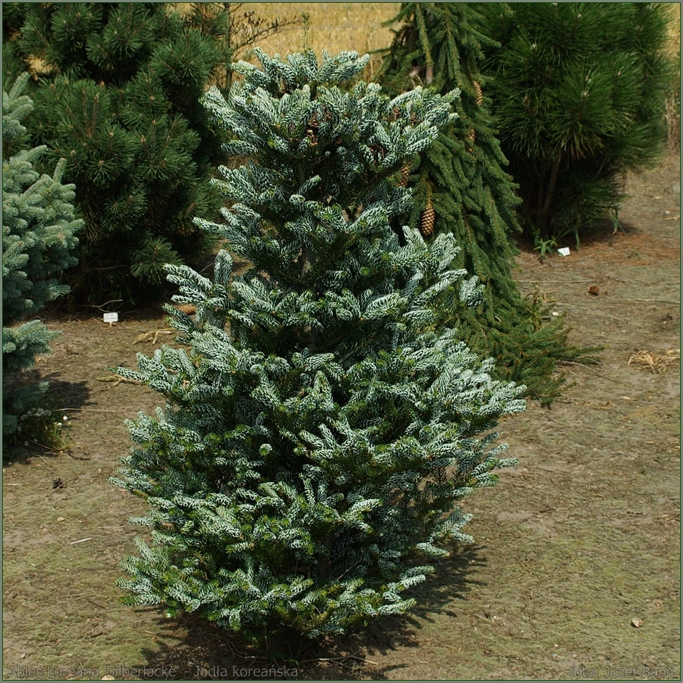 Abies koreana 'Siberlocke' (Jodła koreańska 'Siberlocke')