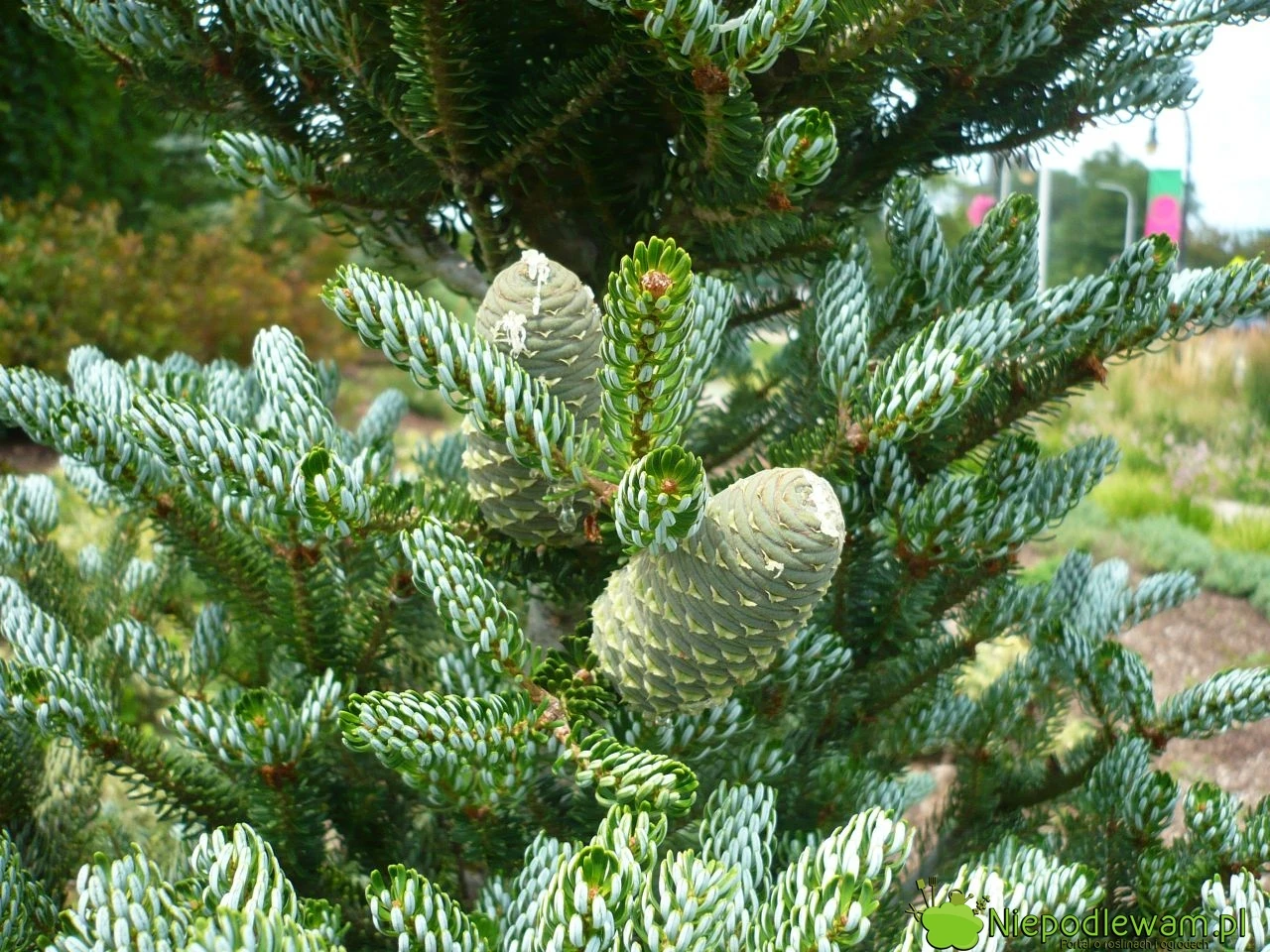 Abies koreana 'Siberlocke' (Jodła koreańska 'Siberlocke')