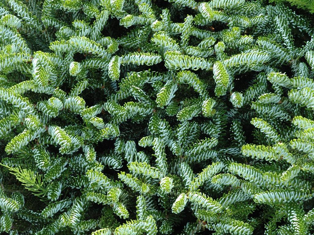Abies koreana 'Siberlocke' (Jodła koreańska 'Siberlocke')
