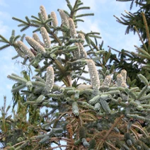 Abies pinsapo 'Kelleriis' (Jodła hiszpańska 'Kelleriis')