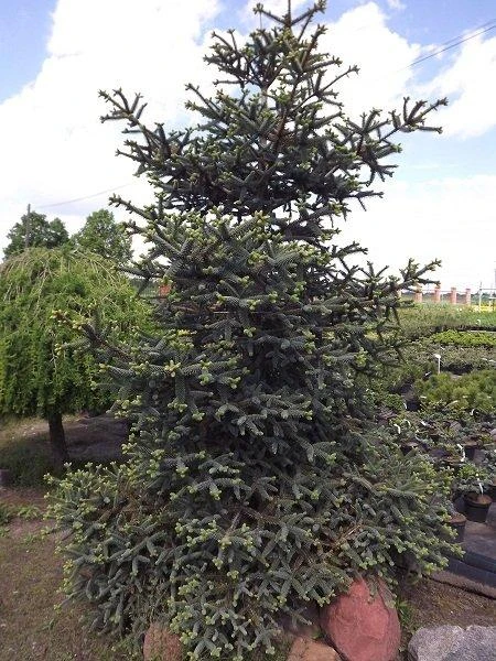 Abies pinsapo 'Kelleriis' (Jodła hiszpańska 'Kelleriis')