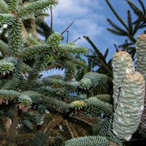 Abies pinsapo 'Kelleriis' (Jodła hiszpańska 'Kelleriis')