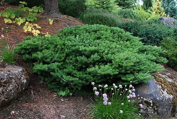 Abies koreana 'Green Carpet' (Jodła koreańska 'Green Carpet')