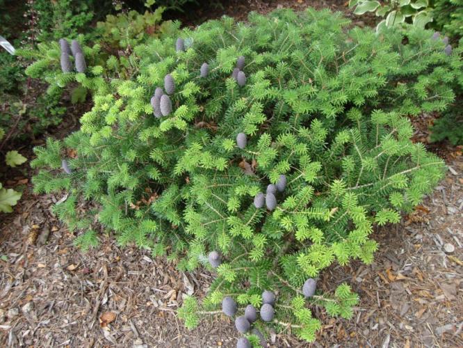 Abies koreana 'Green Carpet' (Jodła koreańska 'Green Carpet')