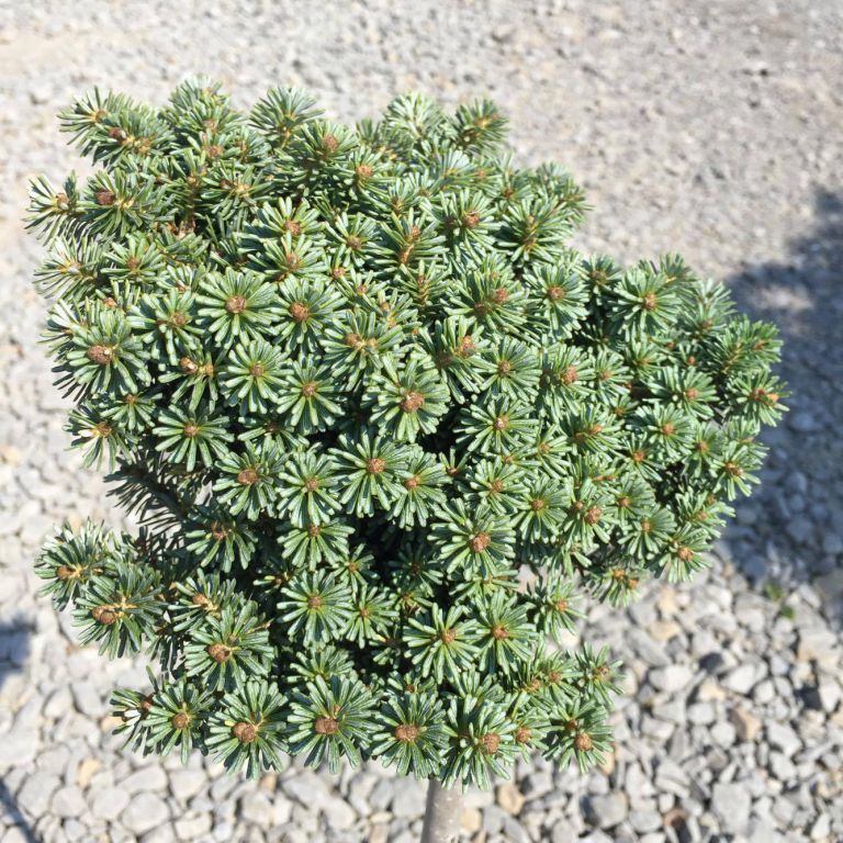 Abies koreana 'Blauer Eskimo' jodła koreańska 'Blauer Eskimo'