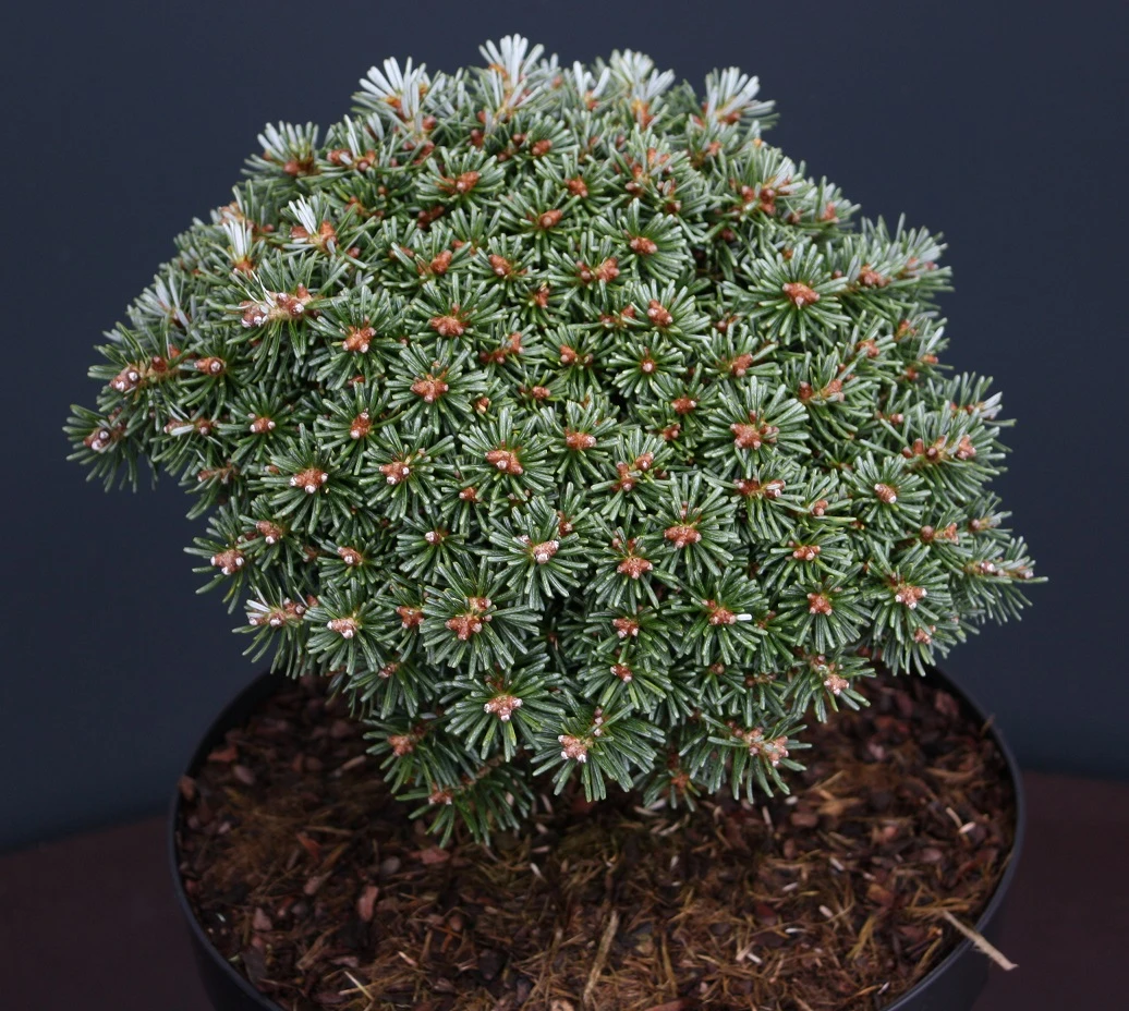Abies koreana 'Blauer Eskimo' jodła koreańska 'Blauer Eskimo'