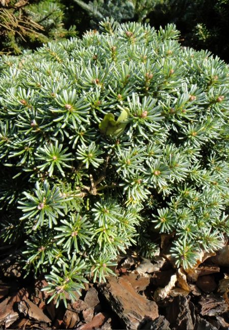 Abies koreana 'Blauer Eskimo' jodła koreańska 'Blauer Eskimo'