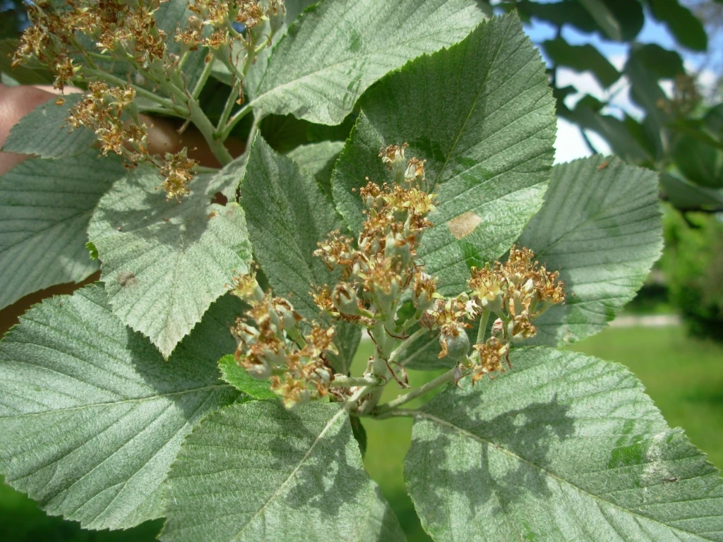 Sorbus aria (Jarząb mączny)