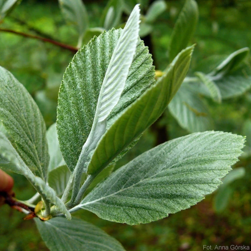 Sorbus aria (Jarząb mączny)