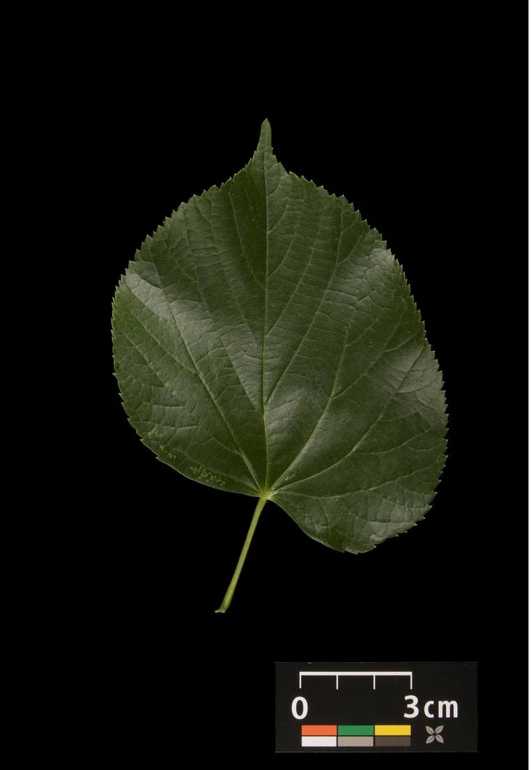 Tilia ×europaea 'Pallida' (Lipa holenderska 'Pallida')
