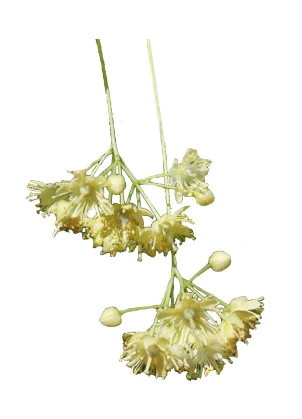 Tilia ×europaea 'Pallida' (Lipa holenderska 'Pallida')