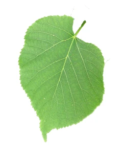 Tilia ×europaea 'Pallida' (Lipa holenderska 'Pallida')