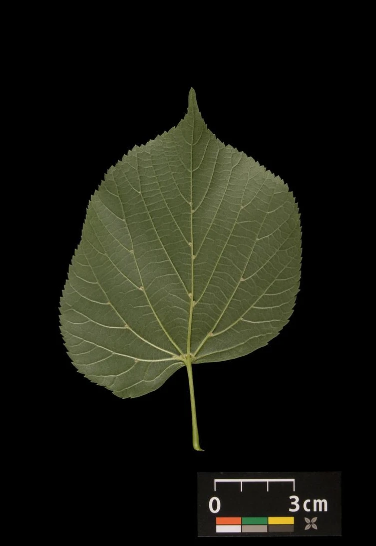 Tilia ×europaea 'Pallida' (Lipa holenderska 'Pallida')