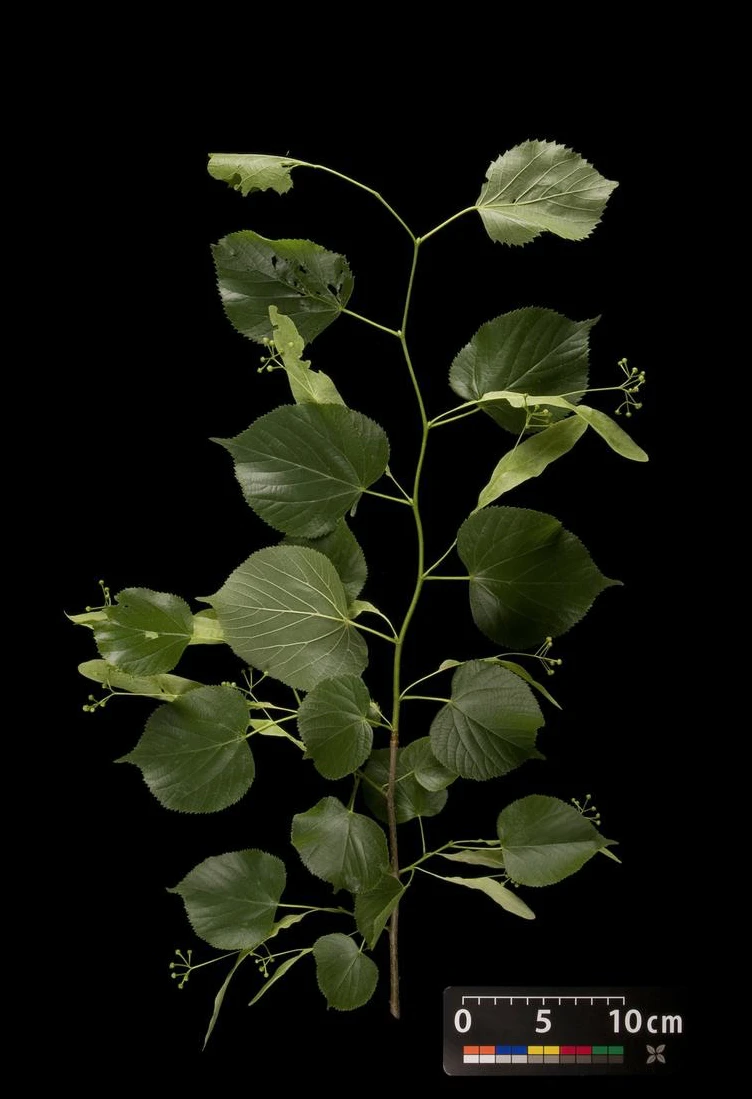 Tilia ×europaea 'Pallida' (Lipa holenderska 'Pallida')