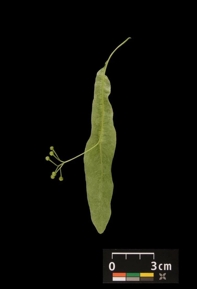 Tilia ×europaea 'Pallida' (Lipa holenderska 'Pallida')