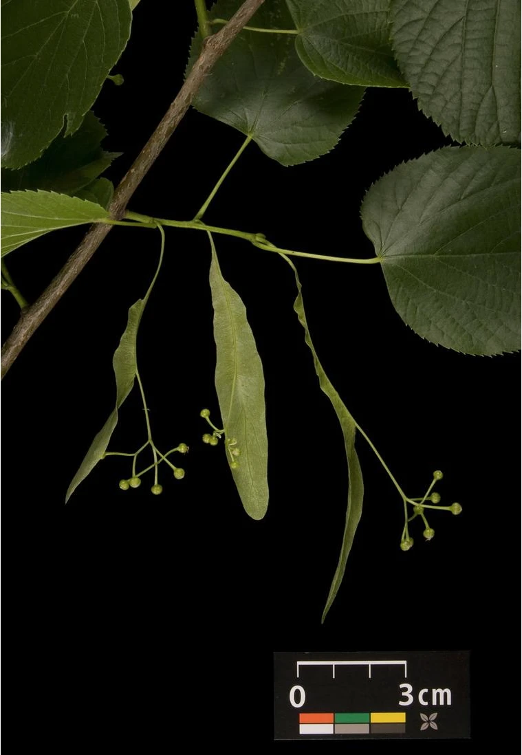Tilia ×europaea 'Pallida' (Lipa holenderska 'Pallida')
