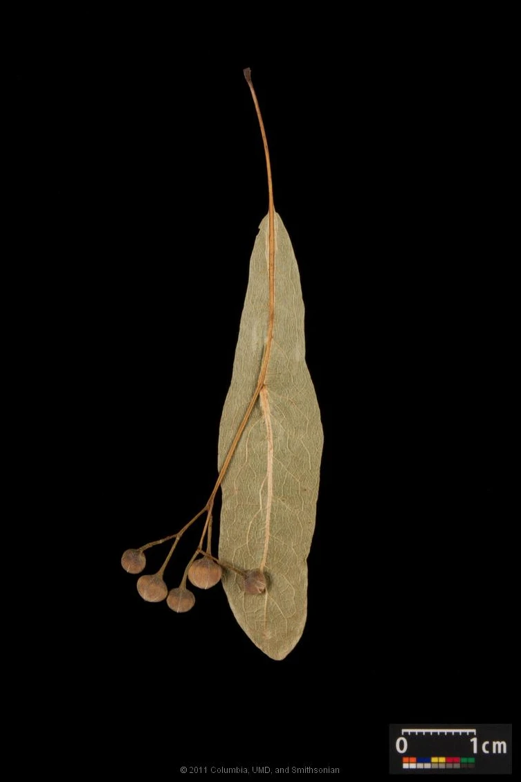 Tilia ×europaea 'Pallida' (Lipa holenderska 'Pallida')
