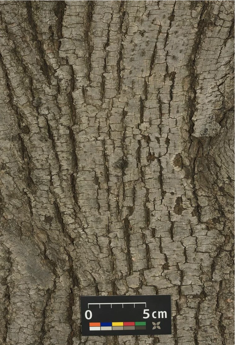 Tilia ×europaea 'Pallida' (Lipa holenderska 'Pallida')