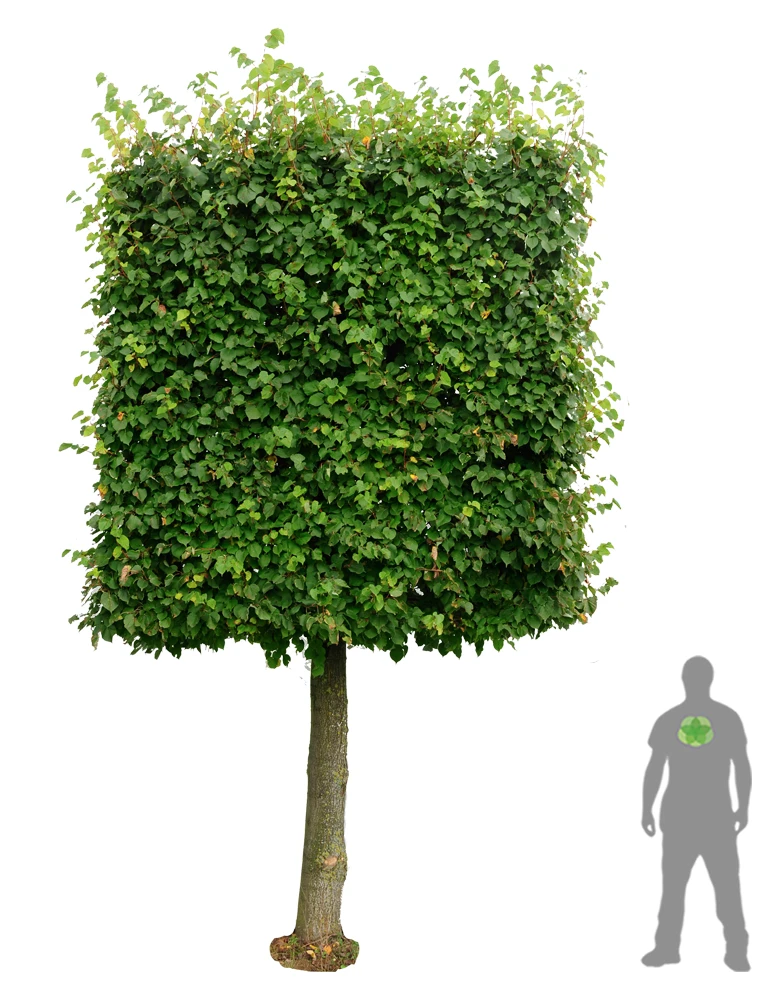 Tilia cordata (Lipa drobnolistna)