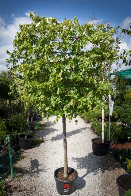 Tilia cordata (Lipa drobnolistna)