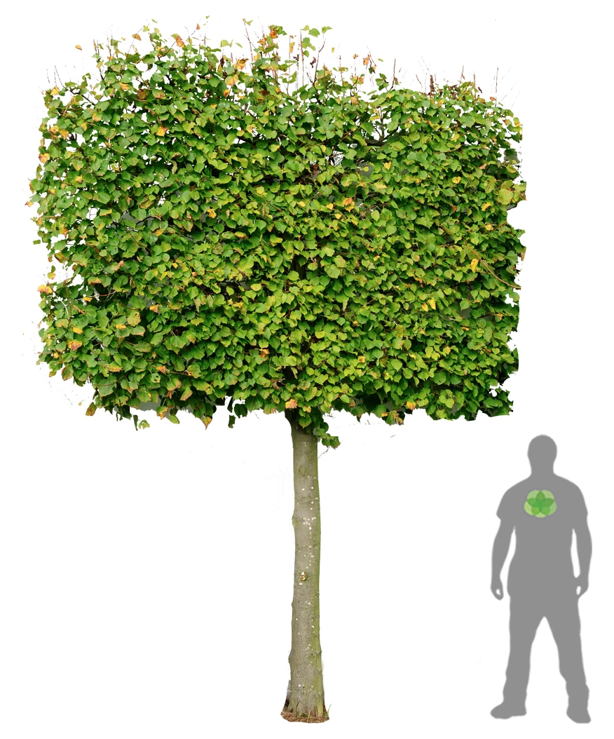 Tilia cordata (Lipa drobnolistna)