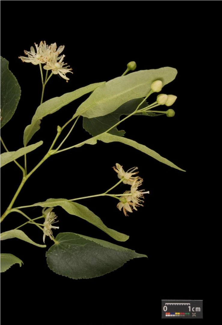 Tilia cordata (Lipa drobnolistna)