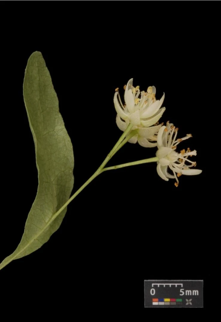 Tilia cordata (Lipa drobnolistna)