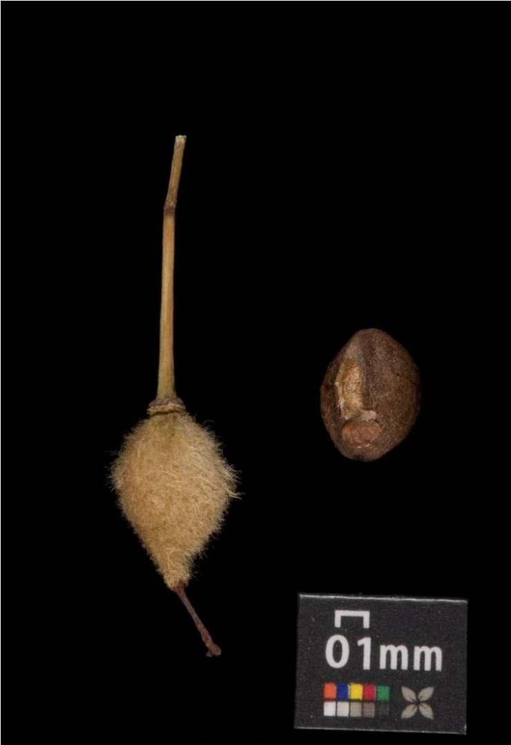 Tilia cordata (Lipa drobnolistna)