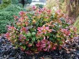 Leucothoe fontanesiana 'Curly Red' (Kiścień wawrzynowy 'Curly Red')