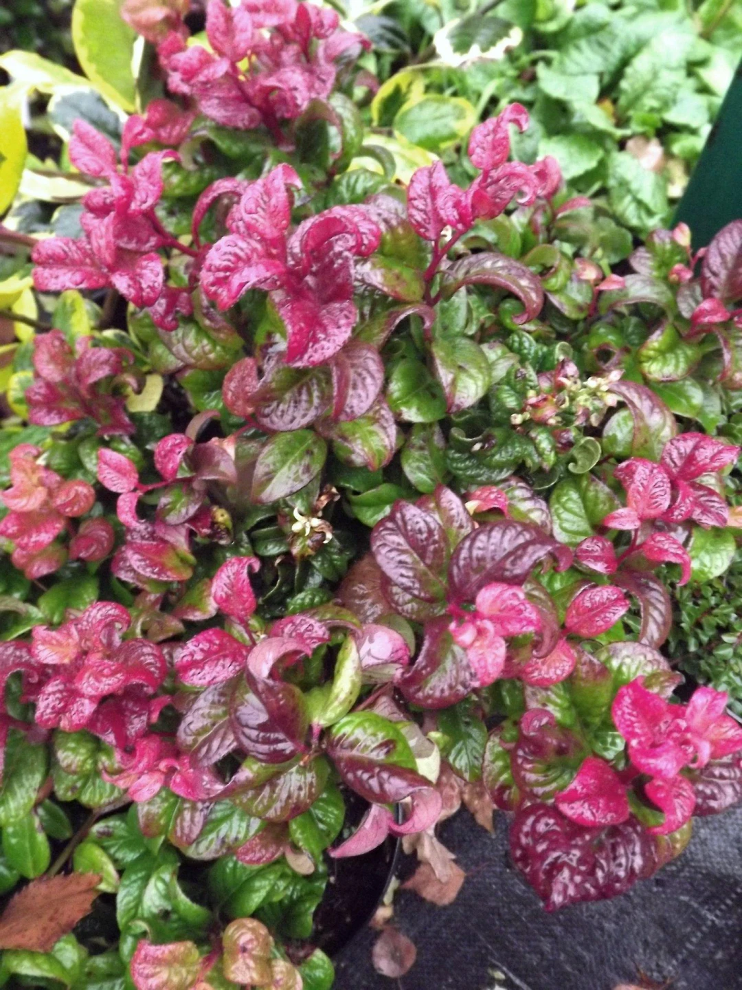 Leucothoe fontanesiana 'Curly Red' (Kiścień wawrzynowy 'Curly Red')