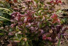 Leucothoe fontanesiana 'Curly Red' (Kiścień wawrzynowy 'Curly Red')