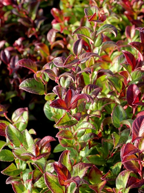 Leucothoe fontanesiana 'Curly Red' (Kiścień wawrzynowy 'Curly Red')