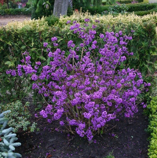 Callicarpa bodinieri 'Profusion' (Pięknotka Bodiniera 'Profusion')