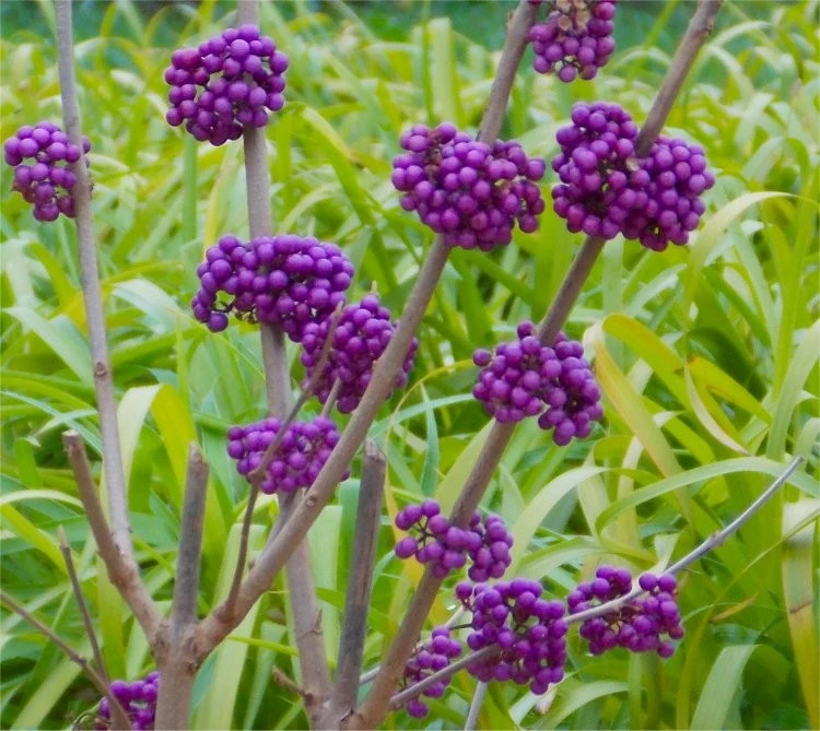 Callicarpa bodinieri 'Profusion' (Pięknotka Bodiniera 'Profusion')