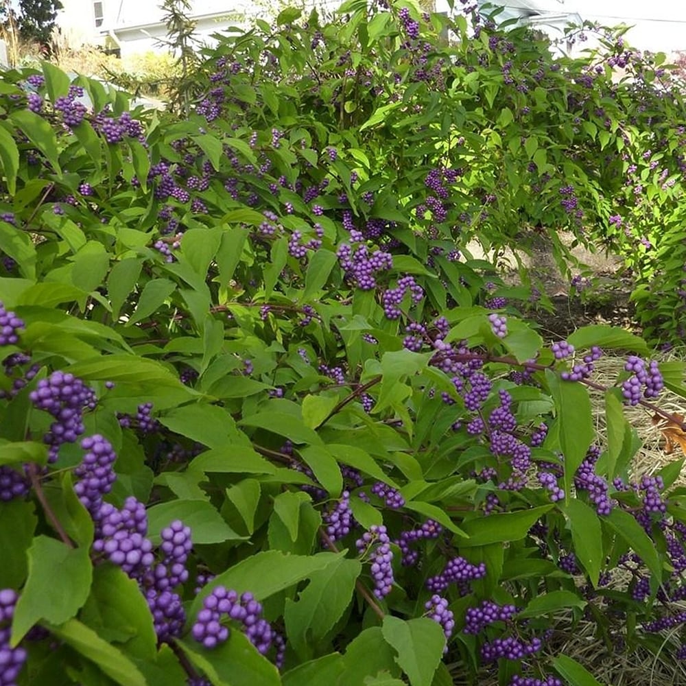 Callicarpa bodinieri 'Profusion' (Pięknotka Bodiniera 'Profusion')
