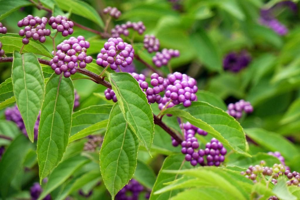 Callicarpa bodinieri 'Profusion' (Pięknotka Bodiniera 'Profusion')