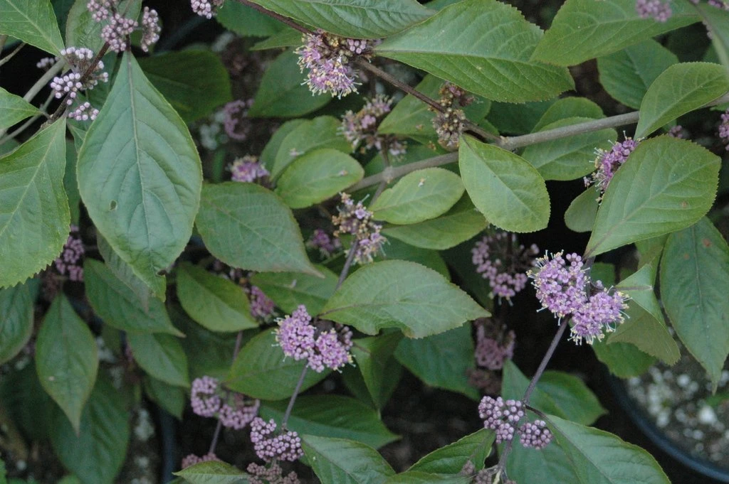 Callicarpa bodinieri 'Profusion' (Pięknotka Bodiniera 'Profusion')
