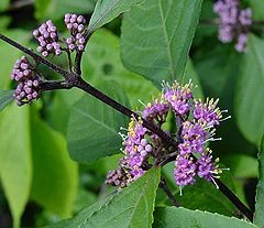 Callicarpa bodinieri 'Profusion' (Pięknotka Bodiniera 'Profusion')