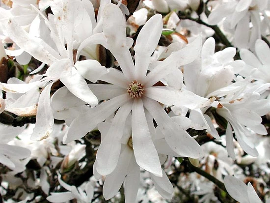 Magnolia stellata (Magnolia gwieździsta)