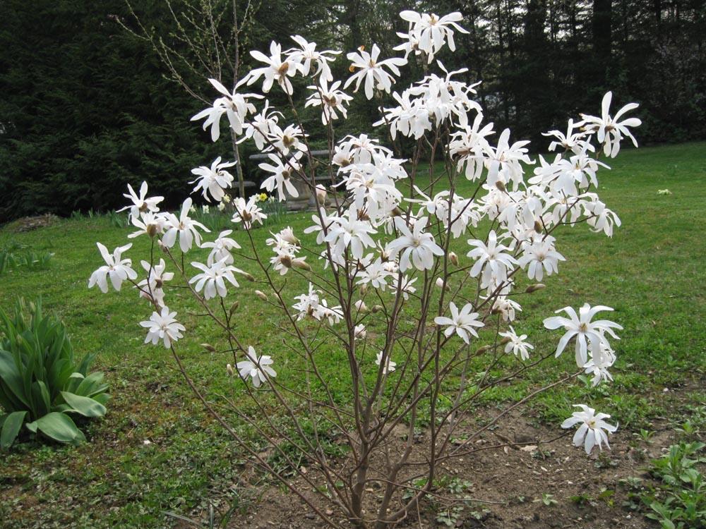 Magnolia stellata (Magnolia gwieździsta)