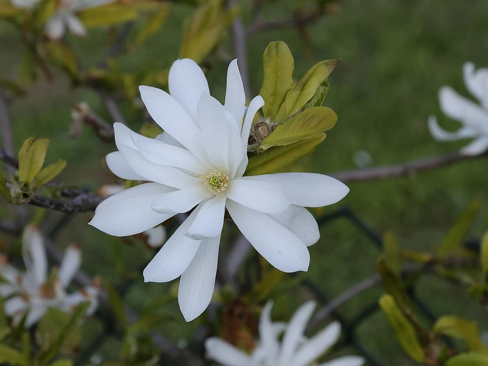 Magnolia stellata (Magnolia gwieździsta)