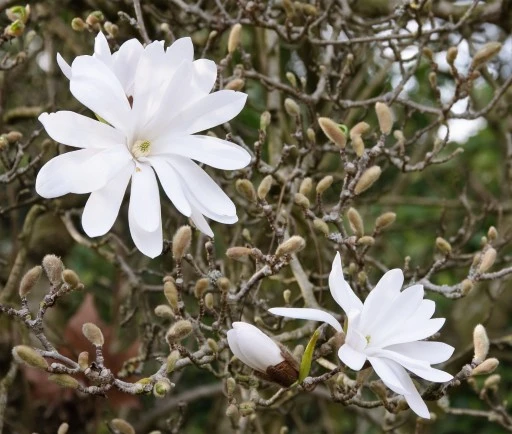 Magnolia stellata (Magnolia gwieździsta)