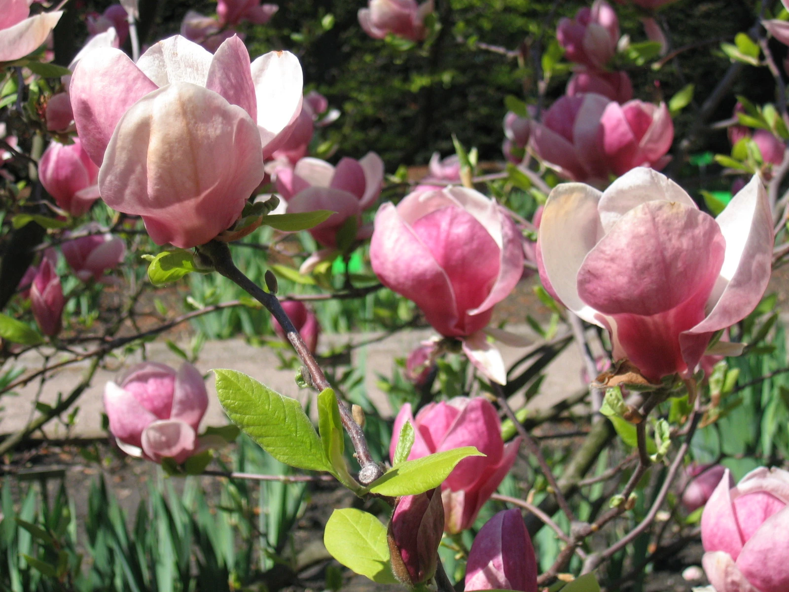 Magnolia ×soulangeana 'Lennei' (Magnolia Soulange'a 'Lennei)
